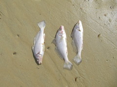 Pachyurus bonariensis