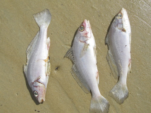 La Plata croaker (Pachyurus bonariensis) — Sciaenidae — 3
