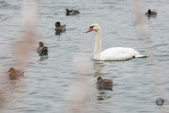 Cygnus olor