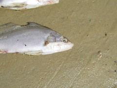 Pachyurus bonariensis