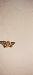Grammodes