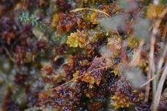 Subsecunda
