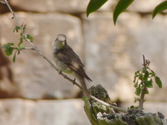 Muscicapa striata