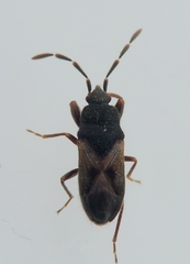 Tropistethus