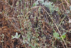 Galium parisiense