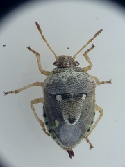 Stagonomus bipunctatus