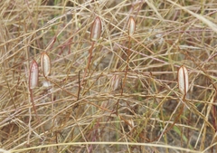 Calochortus catalinae