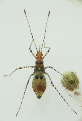 Gampsocoris culicinus