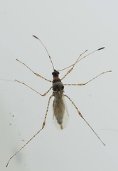 Gampsocoris culicinus