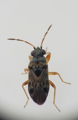 Ischnocoris flavipes
