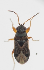 Ischnocoris flavipes
