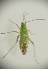 Macrotylus atricapillus