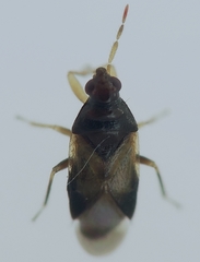Orius laevigatus