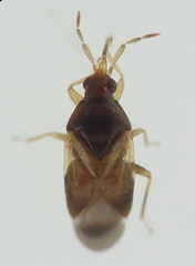 Orius laevigatus