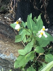 Apis mellifera image