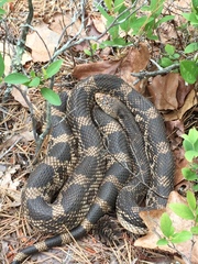 Pituophis melanoleucus melanoleucus