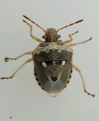 Stagonomus bipunctatus