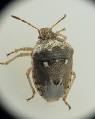 Stagonomus bipunctatus