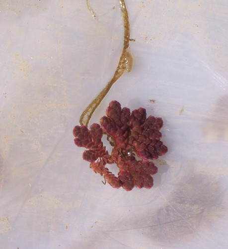 Azolla japonica iNat (2)