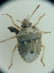 Stagonomus bipunctatus