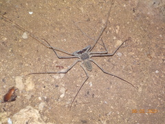 Paraphrynus chacmool