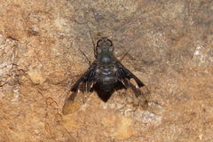 Anthrax dolabratus