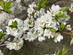 Prunus salicina
