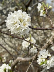 Prunus salicina