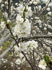 Prunus salicina