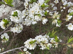 Prunus salicina