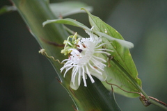 Passiflora tricuspis