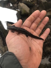 Desmognathus brimleyorum