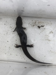 Desmognathus brimleyorum