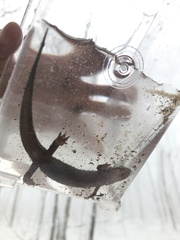 Desmognathus brimleyorum