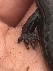 Desmognathus brimleyorum