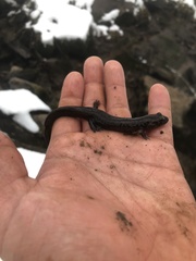 Desmognathus brimleyorum