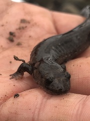 Desmognathus brimleyorum