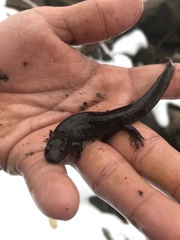 Desmognathus brimleyorum