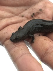 Desmognathus brimleyorum