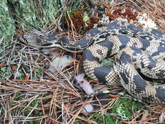Pituophis melanoleucus melanoleucus