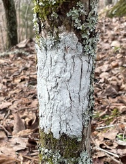 Phlyctis boliviensis