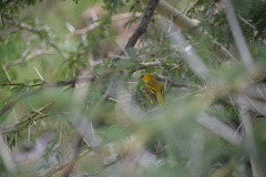 Crithagra sulphurata