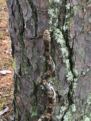 Pituophis melanoleucus melanoleucus
