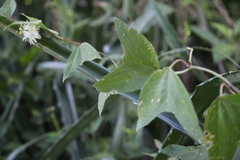 Passiflora tricuspis