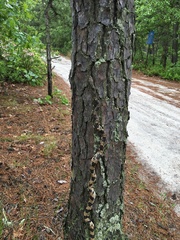 Pituophis melanoleucus melanoleucus