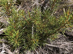 Hakea vittata