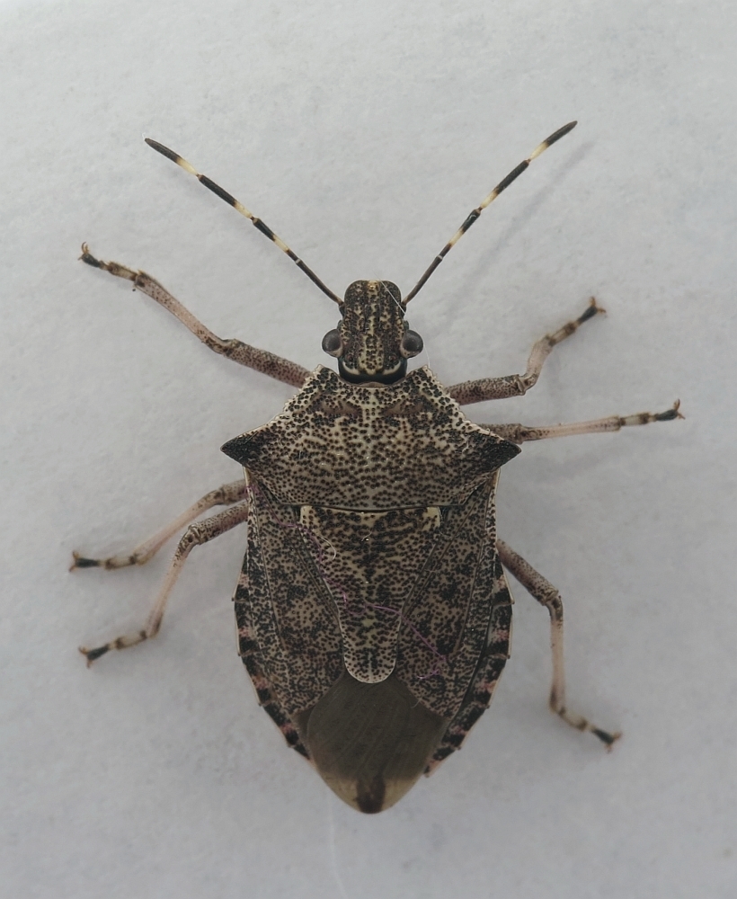 Picromerus conformis