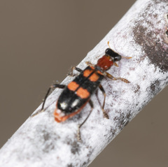 Lemidia bella