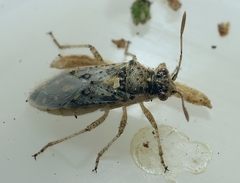 Brachycarenus tigrinus