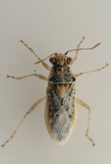 Brachycarenus tigrinus